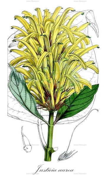 Justicia aurea