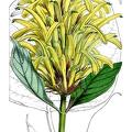 Justicia aurea