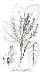 Justicia griffithii