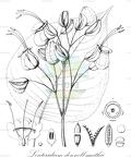 Louteridium donnell-smithii