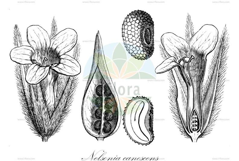 Nelsonia canescens