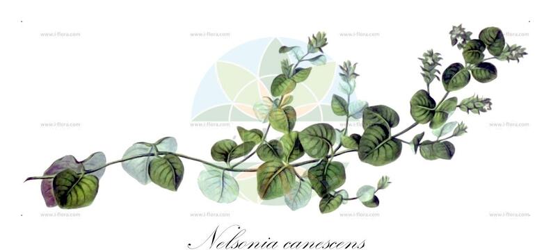Nelsonia canescens