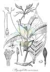 Ptyssiglottis maxima