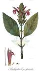 Pachystachys spicata