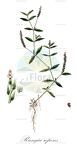 Rungia repens