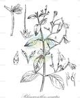 Rhinacanthus nasutus