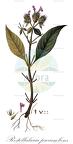Rostellularia procumbens