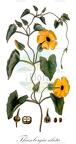 Thunbergia alata
