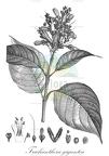 Trichanthera gigantea