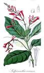 Salpixantha coccinea