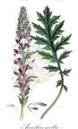 Acanthus mollis