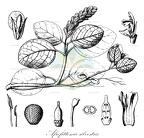 Afrofittonia silvestris