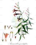 Anisacanthus quadrifidus