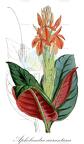 Aphelandra aurantiaca