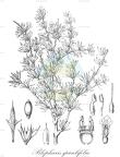 Blepharis spiculifolia