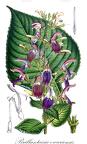 Brillantaisia owariensis
