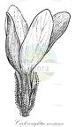 Carlowrightia neesiana