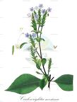 Carlowrightia neesiana