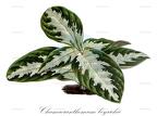 Chamaeranthemum beyrichii