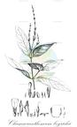 Chamaeranthemum beyrichii