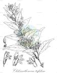 Chileranthemum trifidum