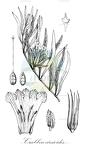 Crabbea cirsioides