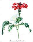 Crossandra puberula