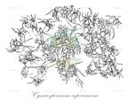 Cynarospermum asperrimum
