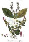 Dianthera secundiflora