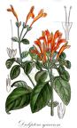 Dicliptera squarrosa