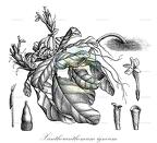 Xantheranthemum igneum