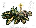 Xantheranthemum igneum