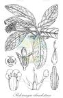 Podorungia clandestina