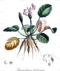 Stenandrium tuberosum