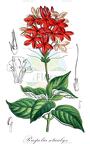 Ruspolia seticalyx