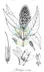 Ruttya ovata