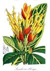 Sanchezia oblonga