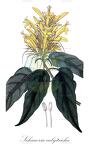 Schaueria calytricha