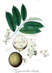 Gynocardia odorata