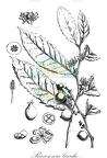 Rawsonia lucida