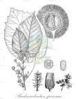 Buchnerodendron speciosum