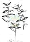 Kiggelaria africana