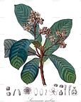 Saurauia scabra