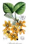Actinidia chinensis