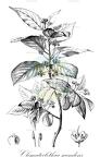 Clematoclethra scandens