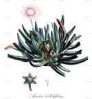 Acrodon bellidiflorus