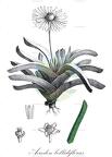 Acrodon bellidiflorus
