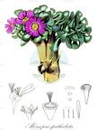 Aloinopsis spathulata