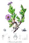 Braunsia apiculata