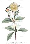 Carpanthea pomeridiana